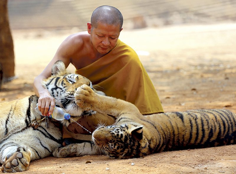 A Thai Buddhist monk gives water to a tiger at the Tiger Temple west of Bangkok in this February 2015 file photo. 