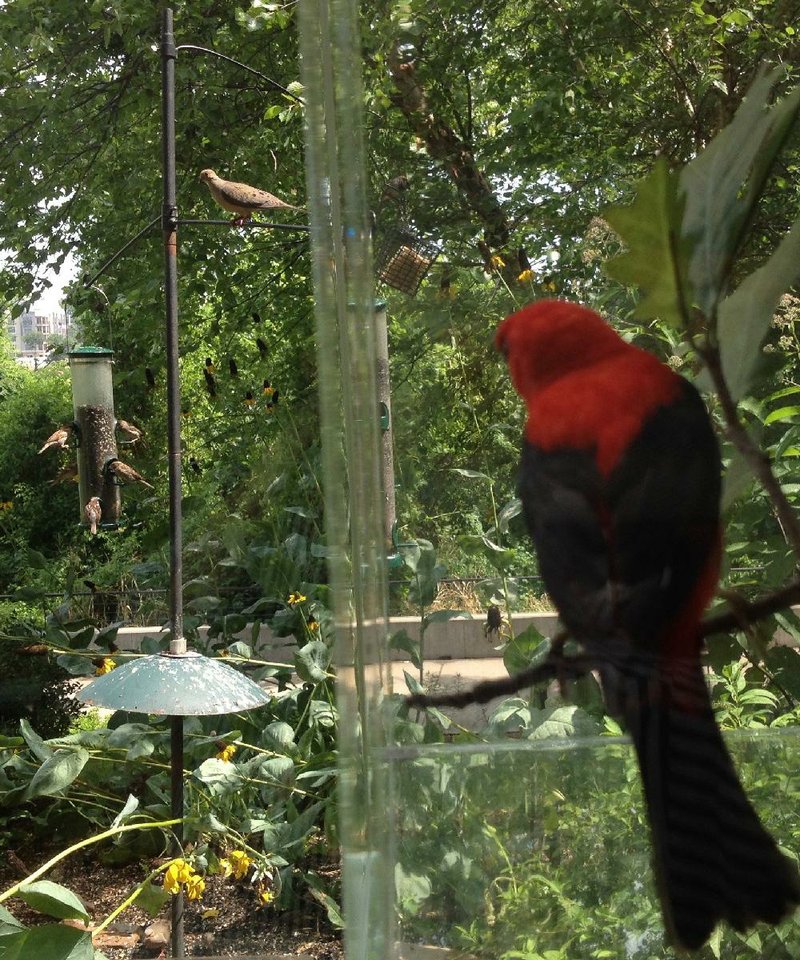 A stuffed scarlet tanager is poised as though watching mourning doves use the bird feeders outside plate-glass windows in the Witt Stephens Jr. Central Arkansas Nature Center in Little Rock.