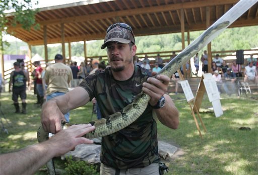 Snake hunter Steve Geist holds a Timber Rattlesnake for a spectator to pet during the Noxen Pa. Rattlesnake Roundup on Saturday, June 18, 2016. 