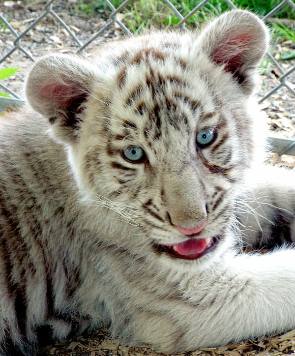 White tiger cub and wolf pups in Safari's petting zoo | Westside Eagle ...