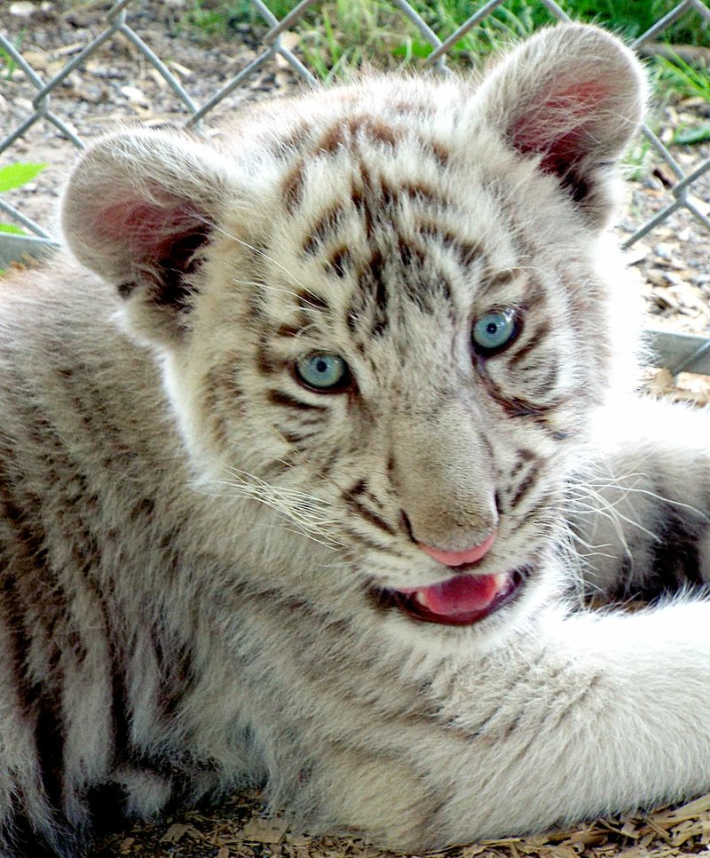 Chubs, a 13-week-old white Bengal tiger, eyed visitors at the petting zoo of the Wild Wilderness Drive-Through Safari in Gentry on June 14, 2016.