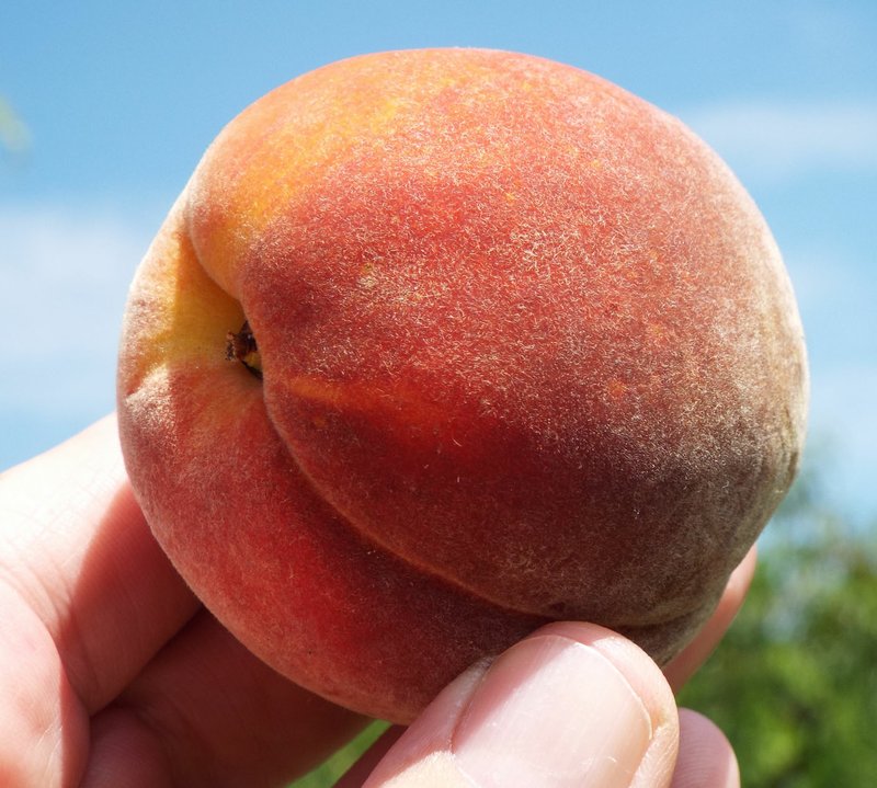 Photo by Randy Moll Cumberland peaches, sweet, white-fleshed peaches, were expected to ripen by July at Taylor&#8217;s Orchard in Gentry on June 14.