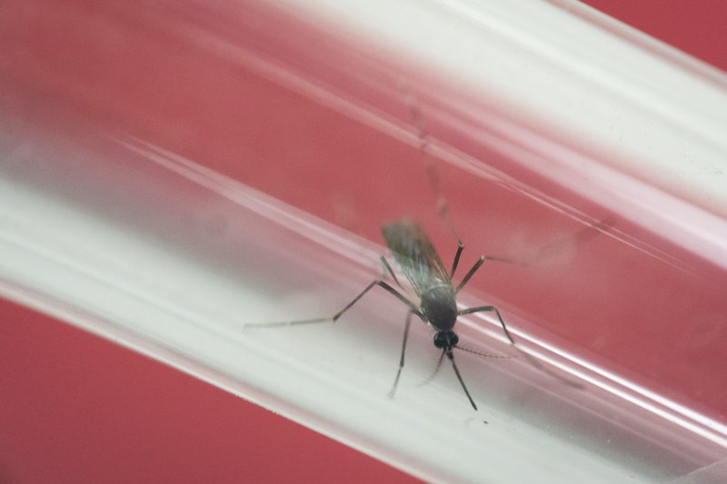 In this Monday, May 23, 2016 photo, an Aedes aegypti mosquito is kept in a glass tube at the Fiocruz institute which has been screening for mosquitos naturally infected with the Zika virus in Rio de Janeiro, Brazil. 