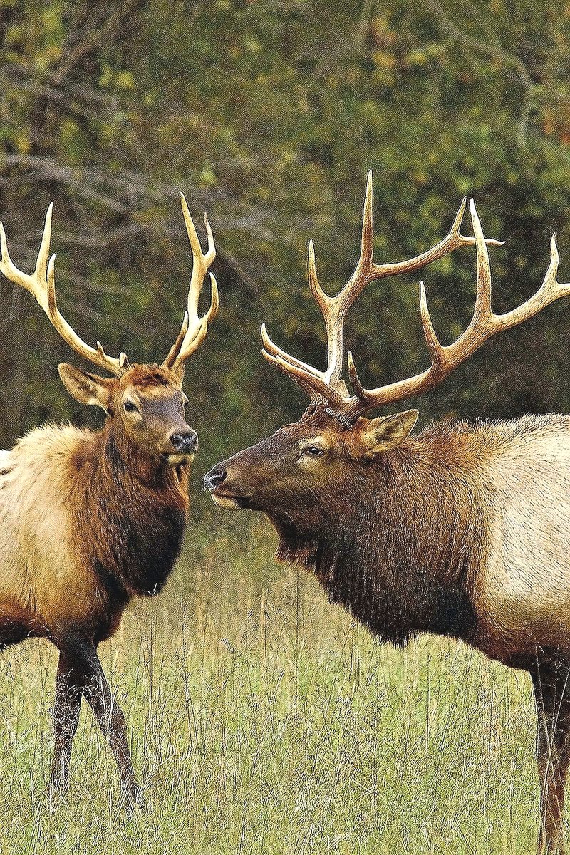 The Buffalo River Elk Festival this weekend in Jasper is all about the elk that were reintroduced to the Boxley Valley in the 1980s.