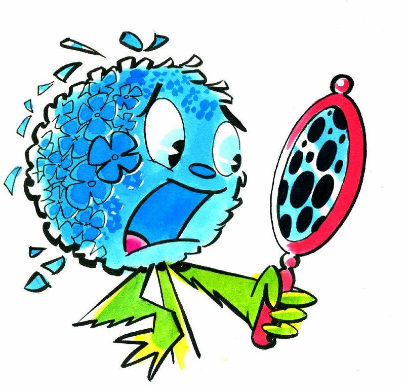 This guy has the blue ague. He is upset by seeing spots, and the reason is: (A) He is a dandelion, and lions hate leopards; (B) This drawing illustrates the dire consequence of spotty watering; or (C) This poor hydrangea has a case of cercospora leaf spot disease, which might have been prevented with the right fungicide.