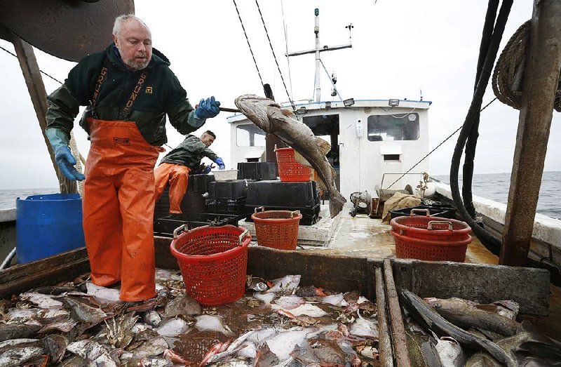 Fisherman David Goethel flips a cod while sorting fish caught off the coast of New Hampshire in April.