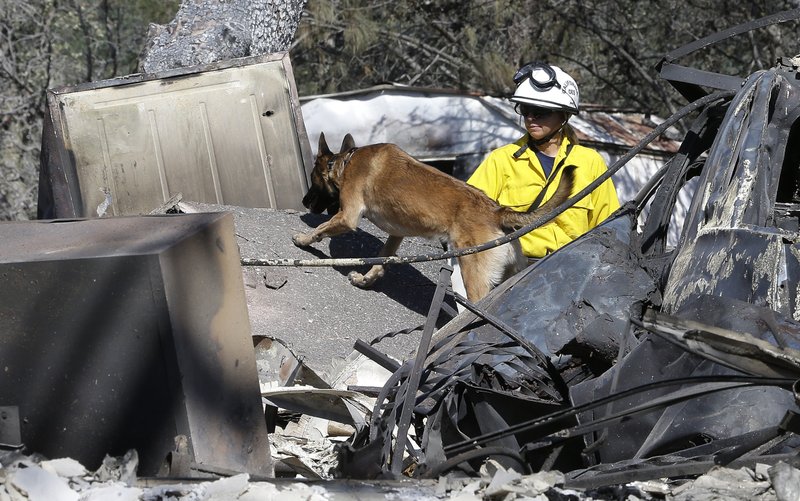 Inca, a cadaver dog, and her handler, Mary Cablk, search the burned ruins of a home Monday in Squirrel Valley, Calif.