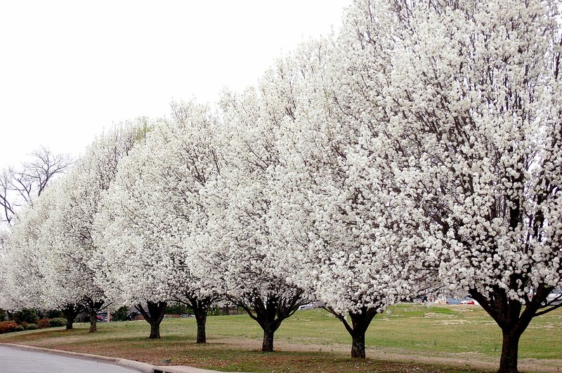 Bradford Pears line the roadside in Siloam Springs.