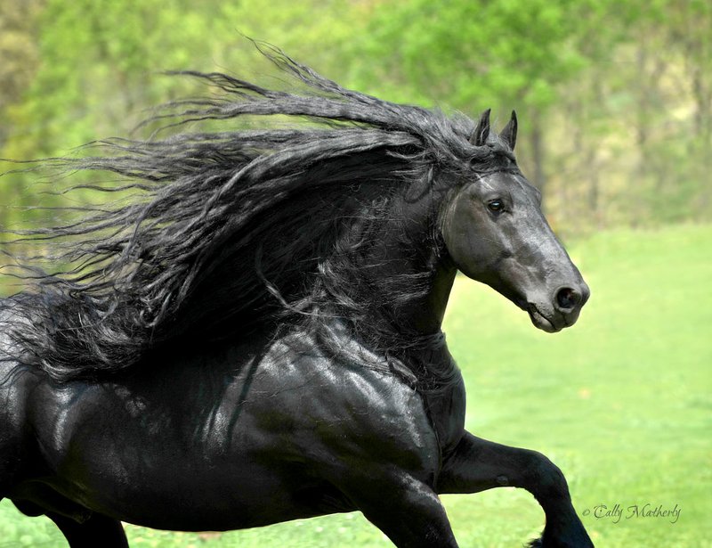 Photo by Cally Matherly This photo of Frederik the Great went viral around the world after a May 23 article in the British newspaper Daily Mail brought the Friesian stallion the the attention of the international media.