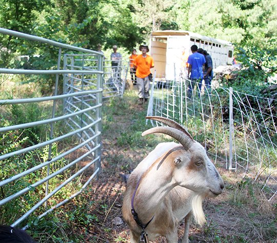 The Sentinel-Record/Max Bryan GOAT RENTAL: Goats are released Tuesday to consume invasive foliage in Hot Springs National Park. The goats were provided to the park by Stafford Goat Rental of Vilonia.