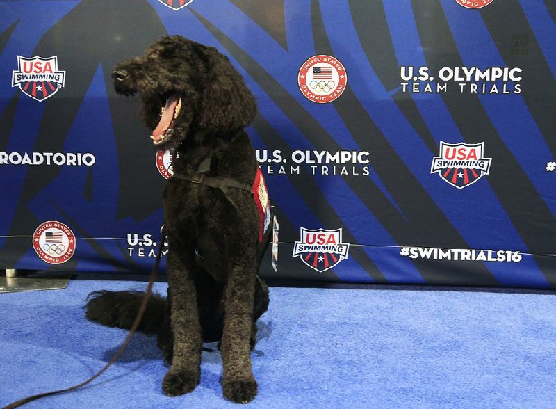 Larry, a goldendoodle, waits for athletes to arrive while working as a therapy dog at the U.S. Olympic swimming trials in Omaha, Neb., on Wednesday. USA Swimming has partnered with Domesti-PUPS, a nonprofit organization based in Lincoln, Neb., to provide temporary four-legged companions for athletes. 