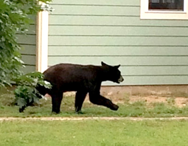 A black bear wandering through Siloam Springs was caught Friday and moved to the forest.