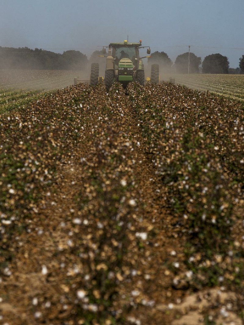 A farmer works in a cotton field in October in Lonoke County. Farmers in Arkansas planted 160,000 more acres of cotton this year than in 2015. 