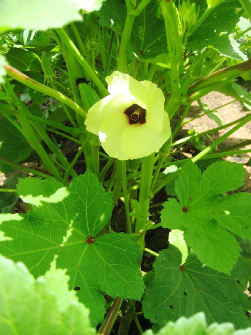 “Red Burgundy” okra has red seed pods that turn green when cooked. Okra plants love heat and will grow 6 feet tall and taller.
