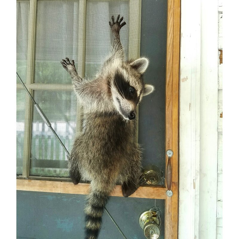 Leroy the raccoon clings to a screen door in this photo provided by his owners, Brittany Cusanek and Jeremey Brown.