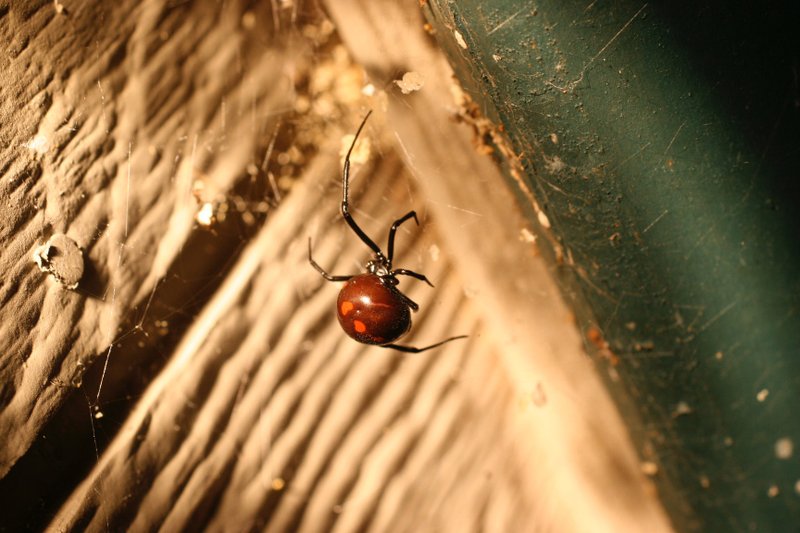 This undated photo shows a Black Widow spider taken in a shed near New Market, Va. Spiders are one of the gardeners best tools for biological pest control and also are one of the few pest predators that don't eat plants. 