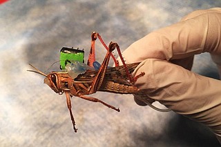 Navy puts money on bomb-sniffing locusts | Northwest Arkansas Democrat ...