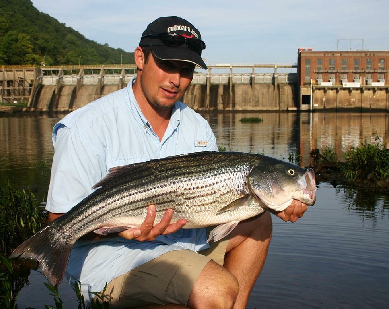 Mark Roberts of Maumelle holds a 14-pound, 7-ounce striper the author caught in the early morning hours several years ago on ultralight tackle on the Ouachita River below Remmel Dam near Malvern.