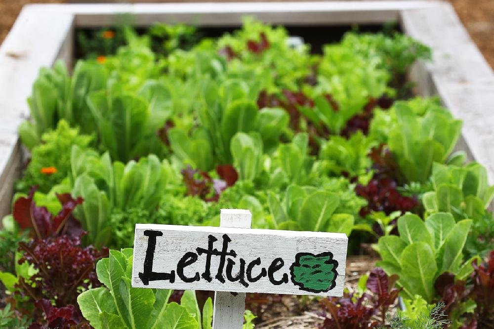 The get-well garden: Arkansas Children’s Hospital promotes healthy diet