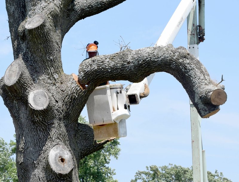 Photo by Mike Eckels Randell Amadee from Greenlawn Tree Service cut off a limb from the dead red oak tree in the Decatur Cemetery July 6.