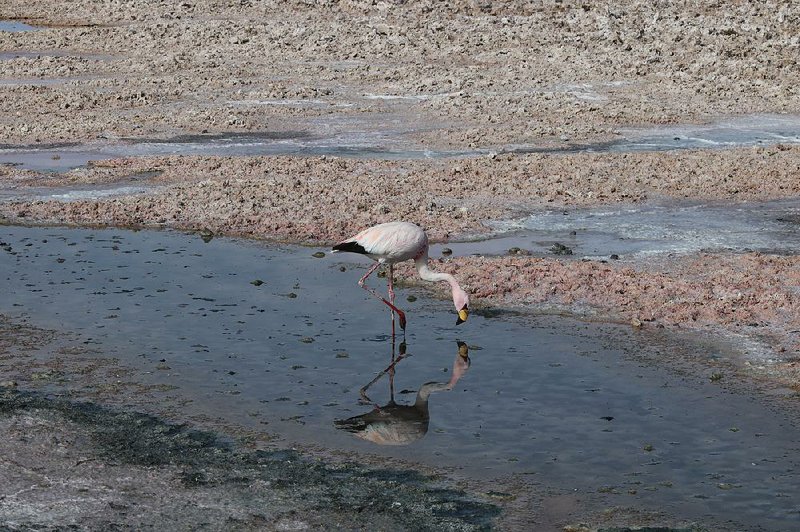 A flamingo feeds at the Chaxa lagoon in the Los Flamencos National Reserve in Salar de Atacama, Chile, in June.