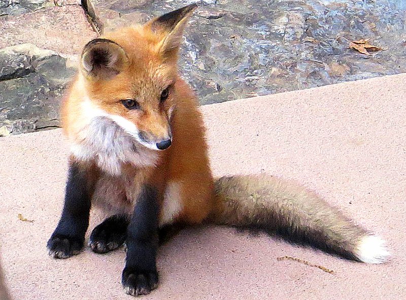 PHOTO SUBMITTED/MIKE MESSERLI Fox cubs and their mother lived underneath Messerli&#8217;s deck along Loch Lomond during spring months, frequently making appearances on the patio.