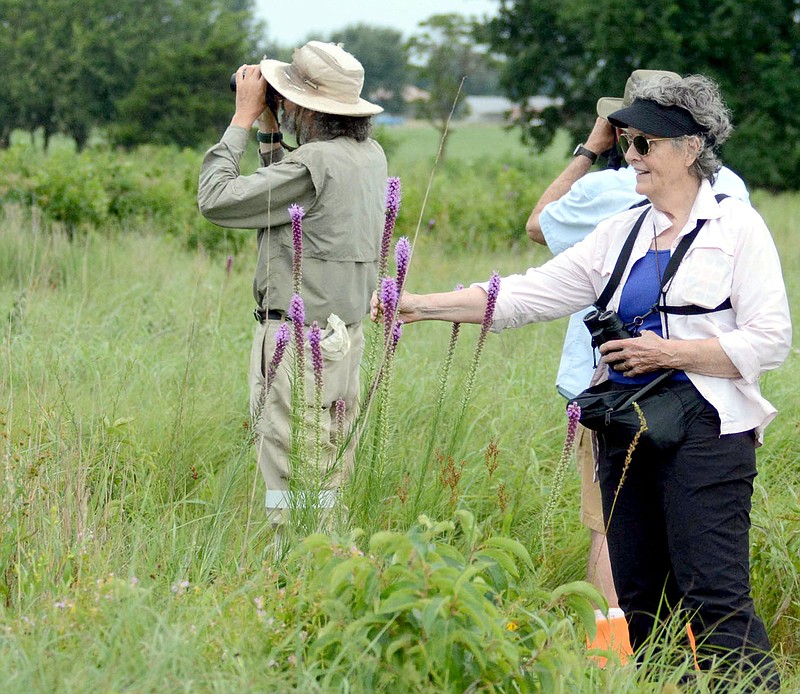 Photo by Terry Stanfill Sara Caulk, of Fayetteville, looks at the purple blooms of the liatris (blazing star) while visiting the native Chesney Prairie parcel, southeast of Gentry, on Saturday.