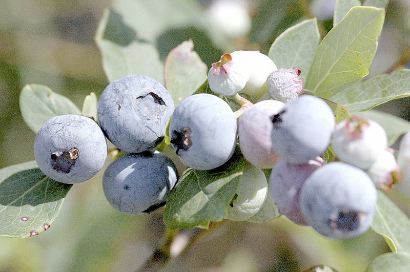 Photo by UA Division of Agriculture The blueberry variety named &quot;Norman&quot; is the third variety developed and released by the University of Arkansas fruit breeding program.