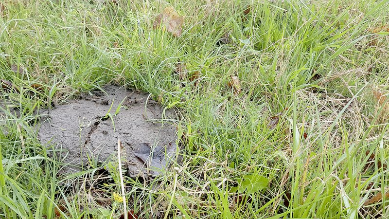 Photo by UA of Division of Agriculture While a manure pile is fertilize, it does not add anything to the pasture. Thus, for pastures to maintain good stands of forage, farmers must fertilize.