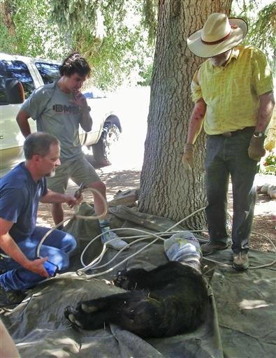 In this July 20, 2016, photo provided by Sharill Hawkins, a bear who had a plastic container on its head is tended to by Carbondale District Wildlife Manager John Groves, bottom left, near Glenwood Springs, Colo.