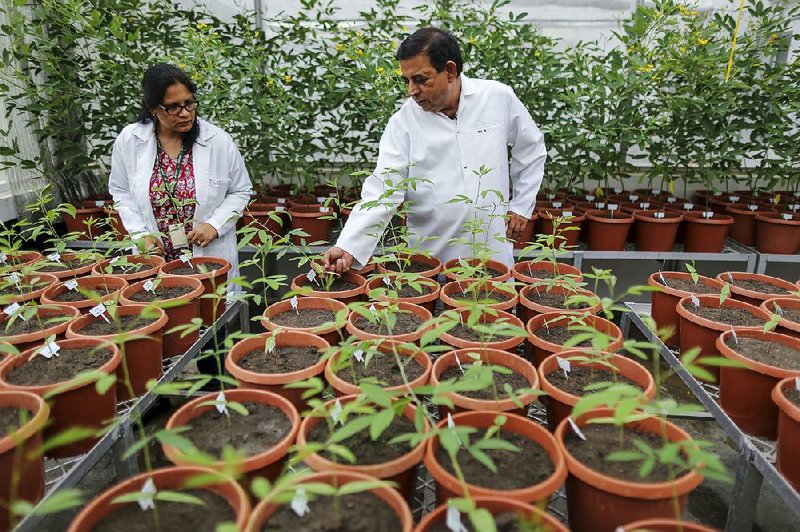 Kiran Sharma (right), principal scientist of plant biotechnology at the International Crops Research Institute for the Semi-Arid Tropics and a colleague examine transgenic pigeon pea plants inside a greenhouse in Patancheru, Telengana, India in early July.Kiran Sharma (right), principal scientist of plant biotechnology at the International Crops Research Institute for the Semi-Arid Tropics and a colleague examine transgenic pigeon pea plants inside a greenhouse in Patancheru, Telengana, India in early July.