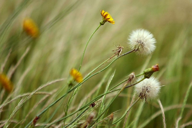 Dandelions speckle Arkansas in spring and after summer heat is over. Meantime, these hot days are for planning how to deal with the weeds the next time they pop up. Gardeners and lawn-keepers dig, spray and generally stomp on dandelions. But people, like bees, used to welcome these wild plants — not only to eat, but also as tokens of sunshine and magic.