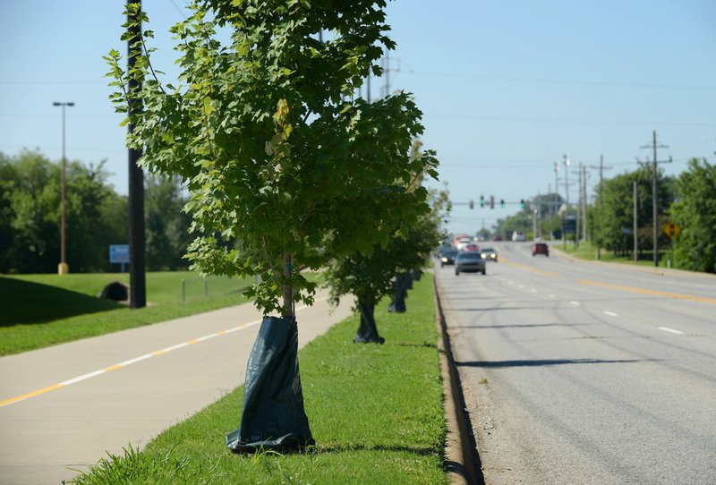 Young trees line a section of Southeast J Street on Friday in Bentonville.