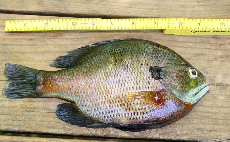 This file photo shows a bream caught in DeGray Lake.