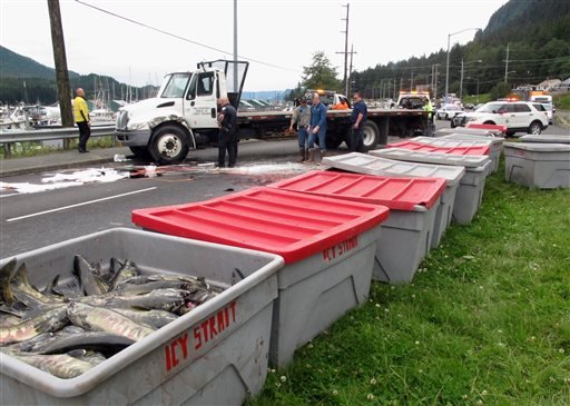 Fish bins dot the median along a busy highway as authorities worked to clean up after a transport truck carrying chum salmon rolled Monday, July 25, 2016, in Juneau, Alaska.