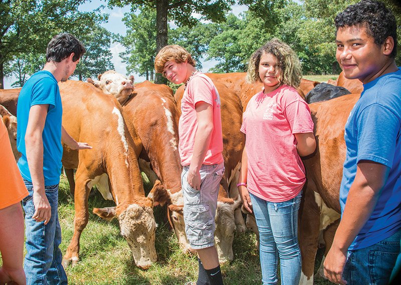 From left, Brandon Solis, 17, Keegan Johnson, 16, Emielia Solis, 14, and Ben Ortiz, 15, pet cattle as they graze in the field at the Arkansas Sheriffs’ Youth Ranch in Batesville.