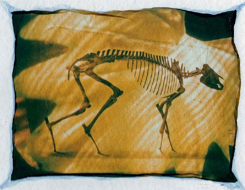 Cat Scan is a Polaroid 669 Film emulsion lift by Lynn Frost.