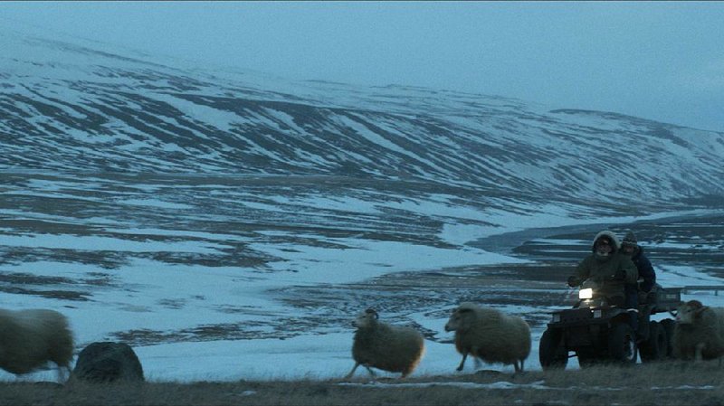 Two brothers take desperate measures to try to save their endangered sheep in the Icelandic black comedy Rams.