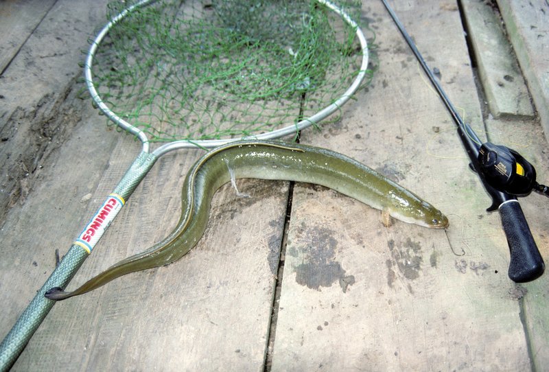 Author Keith Sutton of Alexander caught this American eel while catfishing on the lower White River in southeast Arkansas.