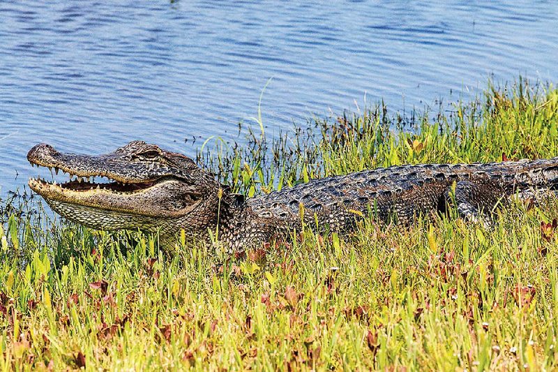 2016 FILE PHOTO: An alligator suns itself on the marsh bank at Pintail Wildlife Drive in Cameron Prairie National Wildlife Refuge. 
