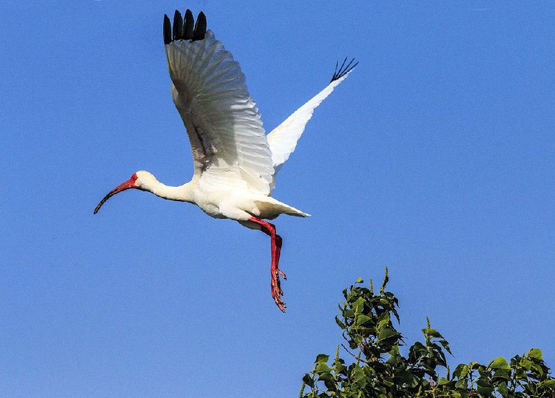 An American white ibis takes flight in a marsh in Cameron Parish, La. 