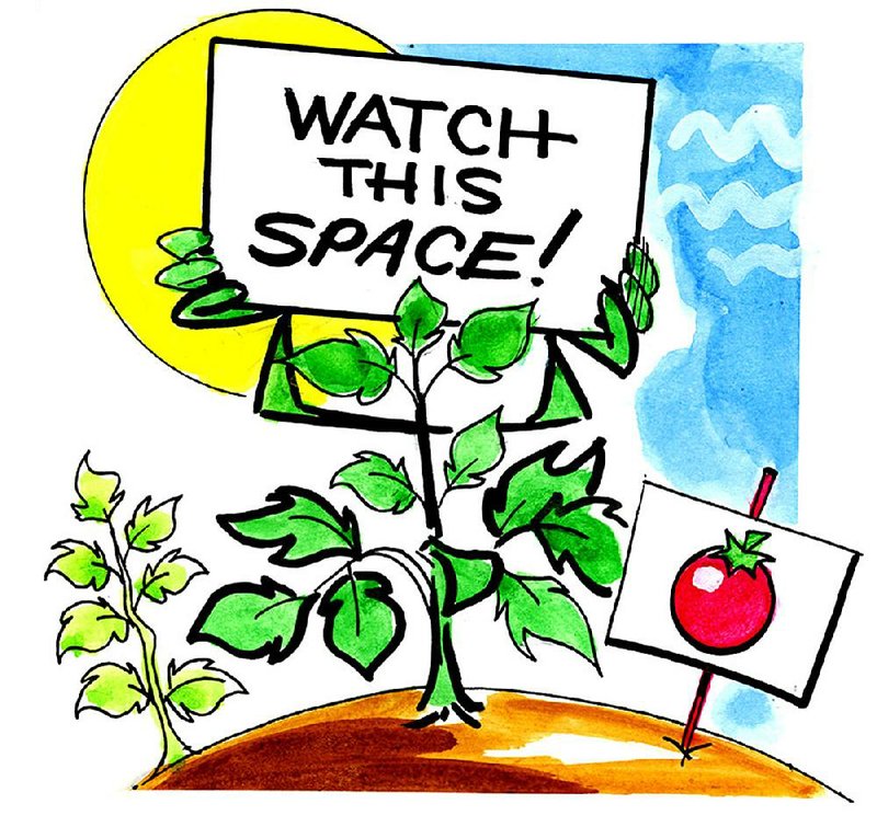 Arkansas Democratt-Gazette Tomato illustration 