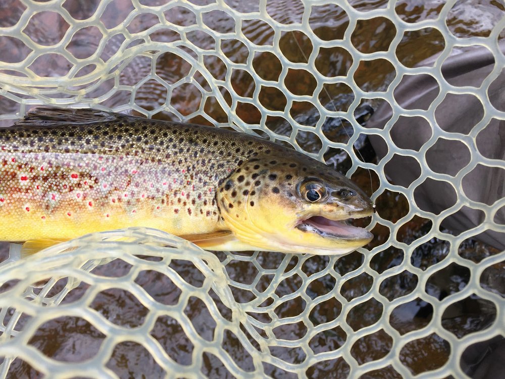 Trout eager bite on Colorado fishing trip