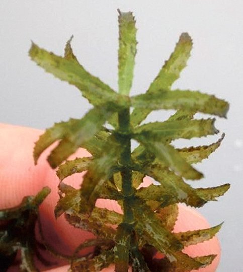 Submitted photo PROBLEMATIC WEED: This image shows the invasive aquatic plant hydrilla, which has been found living in Lake Balboa. Lake users are asked to use extreme caution to not disturb these plants if seen, as this will spread the hydrilla.