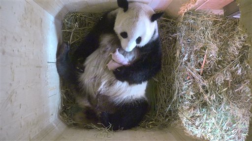 In this Aug. 15, 2016, still from video provided by Tiergarten Schoenbrunn in Vienna on Aug. 16, 2016, Yang Yang the panda cradles her new cubs.