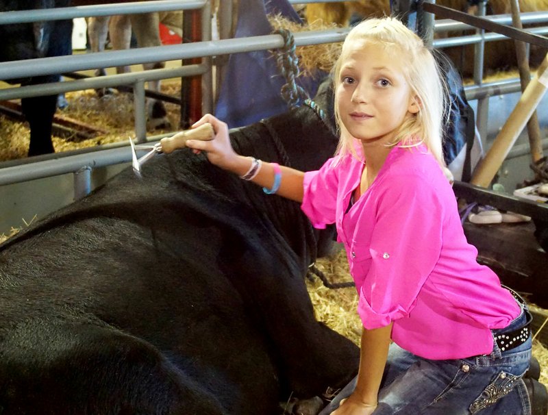 Photo by Randy Moll Sormey Jo Pembleton of the Gravette Gleamers 4-H Club groomed Betsy, her beef cow, prior to the premium auction on Saturday evening at the Benton County Fair.