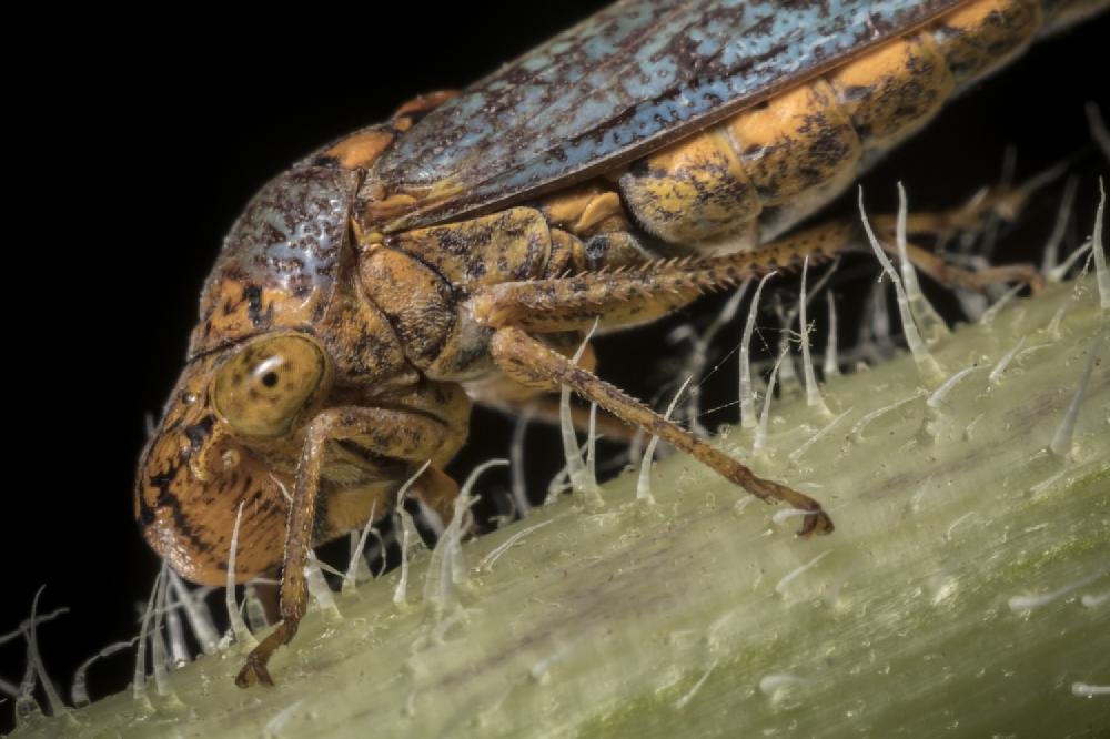 UP CLOSE Central Arkansas bugs