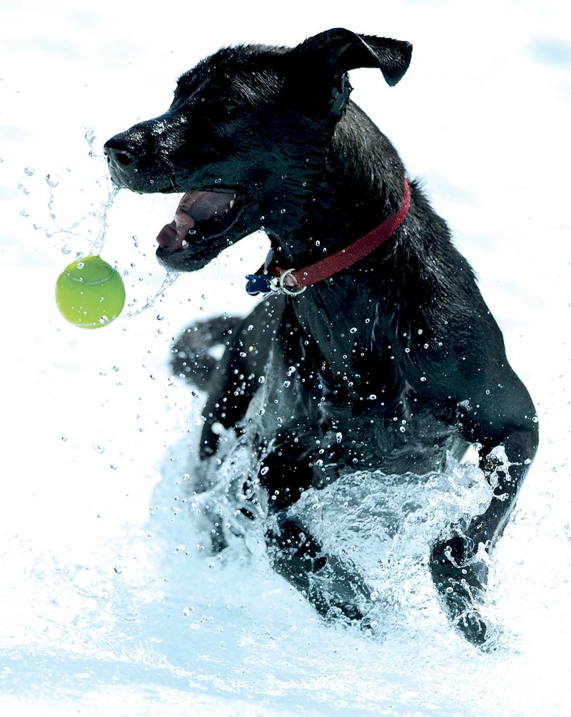 Henry reaches to catch a tennis ball during a previous Soggy Doggy Pool Party. The Friends of the Prairie Grove Pound will host this year’s event this weekend.