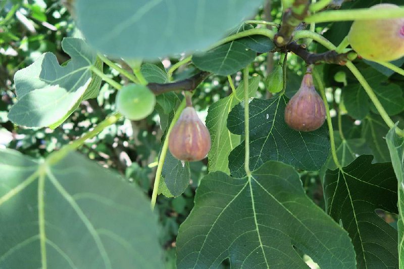 Ripe for the picking, “Brown Turkey” figs beckon to hungry people — and also to birds, rodents and insects. Tend trees daily to ensure you get to eat the crop. 