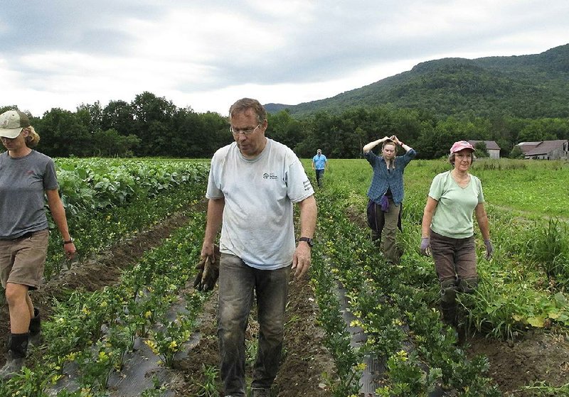 A group of volunteers move to weed another row of root vegetables at Maple Wind Farm in Bolton, Vt., on Thursday.